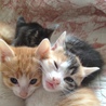 （急）子猫をもらっていただける方を探しています！ サムネイル2
