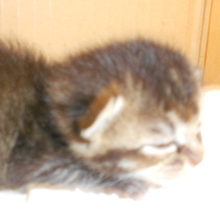 子猫の里親募集中！！