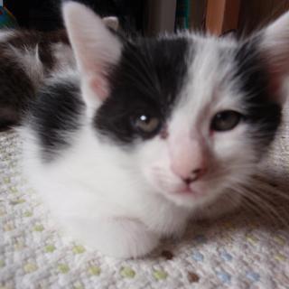 白黒の男の子です。