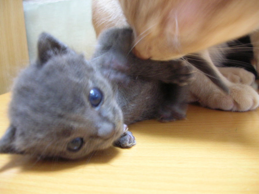 グレー サムネイル2