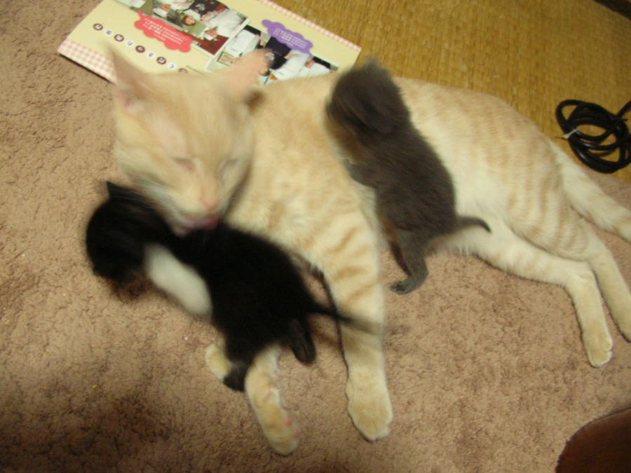 グレー サムネイル7