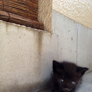 捨て猫の、じじ
