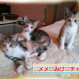 生後2ヵ月☆三毛猫の里親募集！