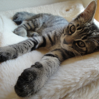 素敵なご家族にめぐり会う事が出来ました。ありがとうございました。