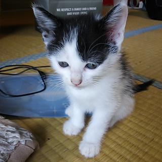 元気な４匹きょうだいです。