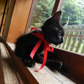 里親募集！やんちゃオスネコです。