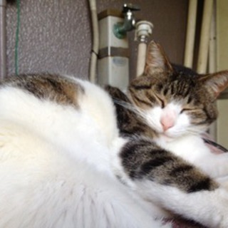 【里親募集】ごま（猫・オス・推定２歳）