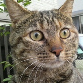 三毛・キジとら姉妹（猫・メス・推定１歳）