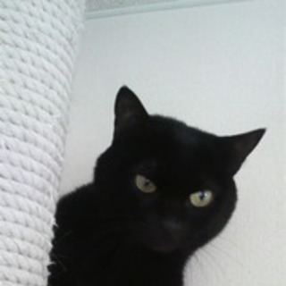 みっく・とあちゃん親子（猫・推定４歳、５歳）