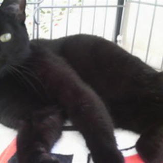 【里親募集】ほたる（猫・メス・推定１歳）