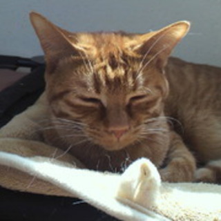 みに茶（猫・オス・推定１才）