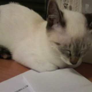 ぽちょん（猫・メス・推定１才）