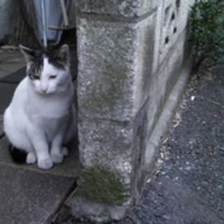 【里親募集】はじめ（猫・オス・推定１歳）