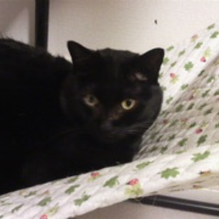 【里親募集】智吉（猫・オス・推定８～９歳）