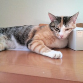 もこ（猫・メス・推定２歳）