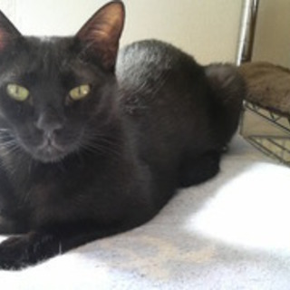 ぽっぽ（猫・オス・推定３歳）