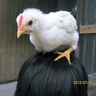 ニワトリ　２羽　里親急募です