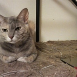 ぽこ（猫・メス・推定３歳）