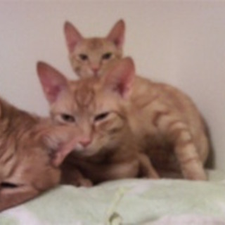 子茶たん（猫・メス・推定３歳）