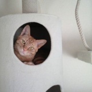 【里親募集】茶太郎（猫・オス・推定３歳）