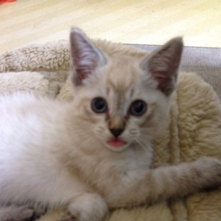 子猫の里親さん募集中です