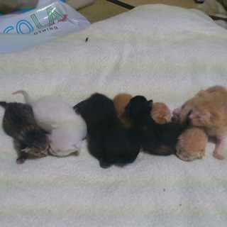 生まれたての子猫チャン