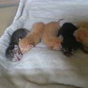 生まれたての子猫チャン サムネイル3