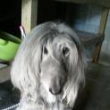 アフガンハウンド♀８歳です