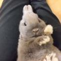 ネザーランドドワーフ（うさぎ）