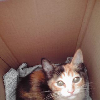 仔猫の里親募集