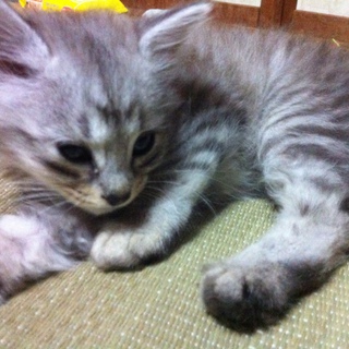 チンチラ風の猫ちゃん？