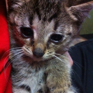 臆病な女の子♀