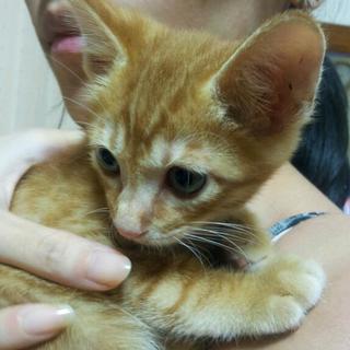 遊び好きのチャトラ里親さん緊急募集