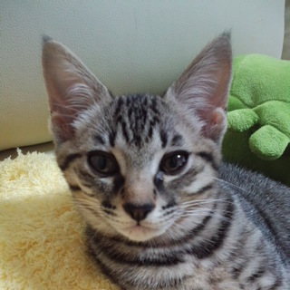 可愛い賢い仔猫です