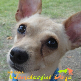 陽気で甘えん坊　夏の太陽のような　　「ナツキ」　MIX（チワワXダックス）二歳♂