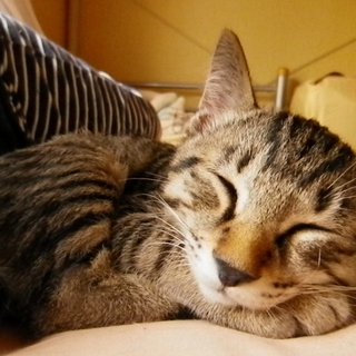 ダイちゃん（仮名）の家族になって下さい