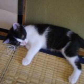 ハチワレ女子2ヶ月半