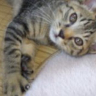 キジトラ男子ハンサム！