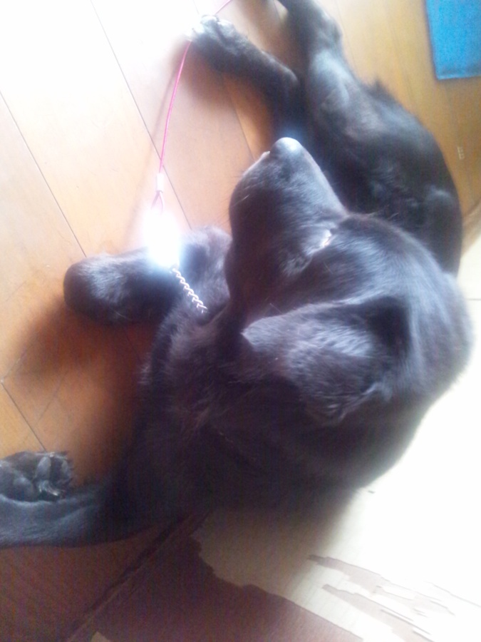 里親募集中です。 サムネイル2