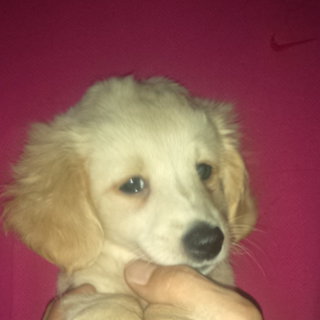 マルチーズ×M.ダックスのMIXです