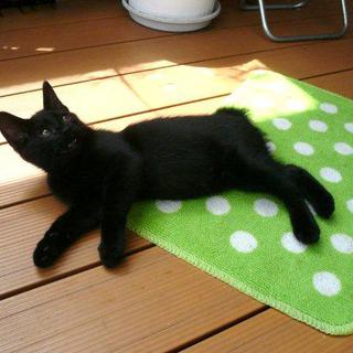 子猫の家族になってください！