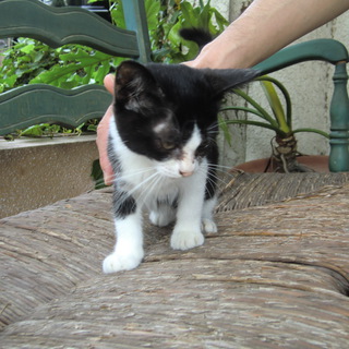 子猫の里親募集