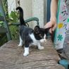 子猫の里親募集 サムネイル2
