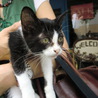 子猫の里親募集 サムネイル3