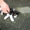子猫の里親募集 サムネイル5