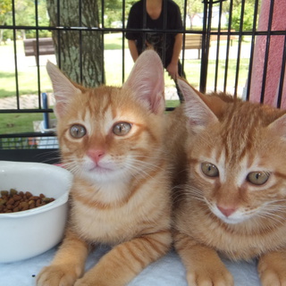 家族になってください