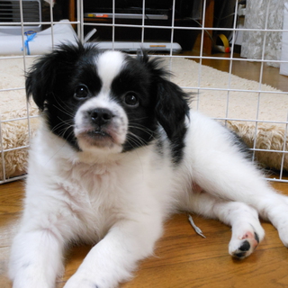 とても可愛い子犬です可愛がって下さる方募集中