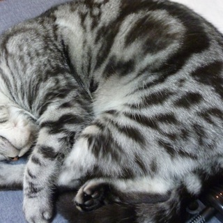 アメリカンショートヘア　♂