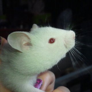 ハムスター里親さん募集