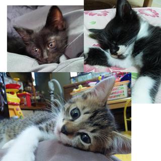 子猫3匹の里親募集です。